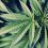 marijuana-plant-leaf